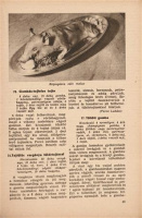 A Hirlap szakácskönyve